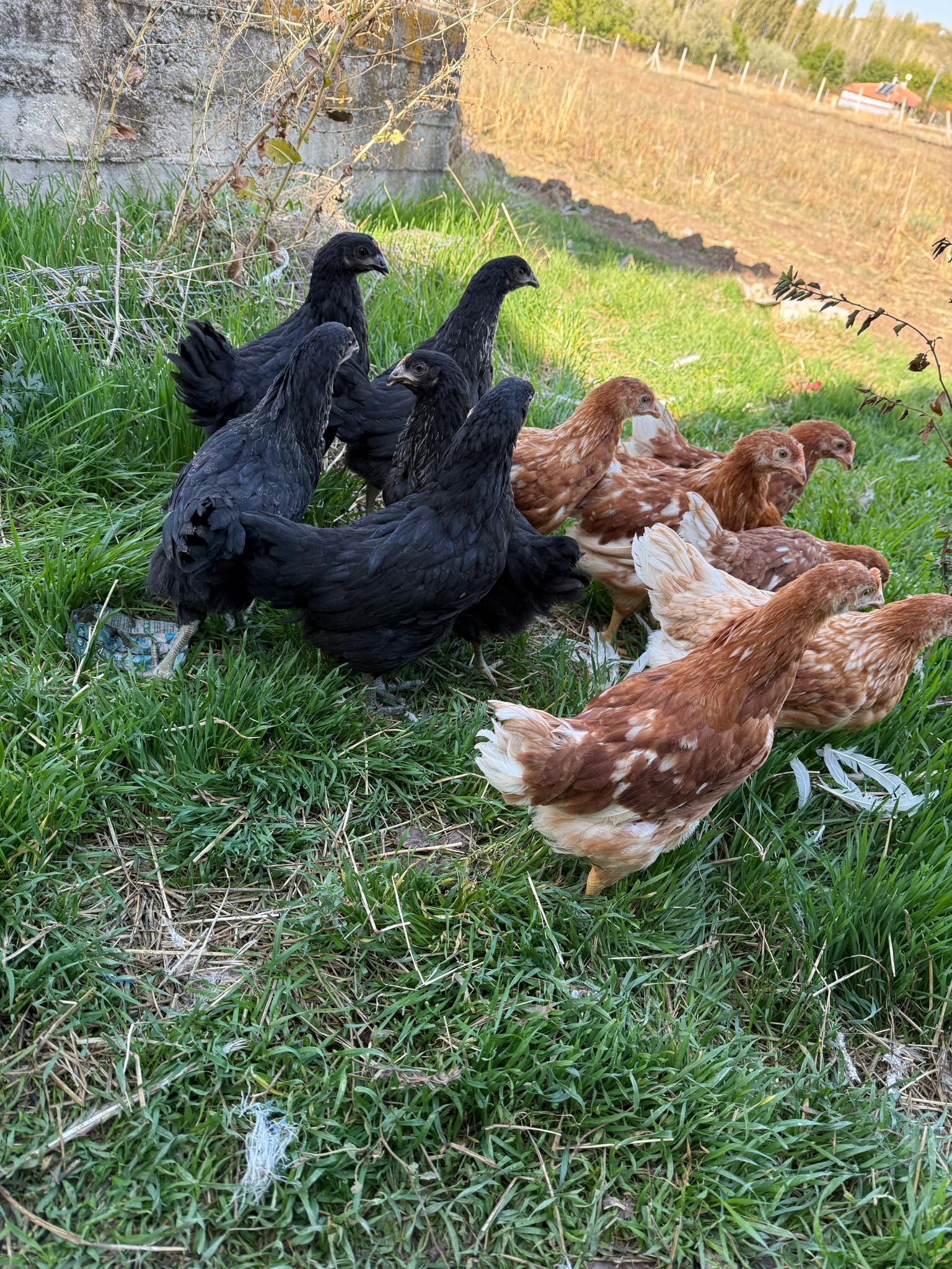 Samsun Yarka Tavuk Satışı Ömür Coşar Canlı Tavukçuluk